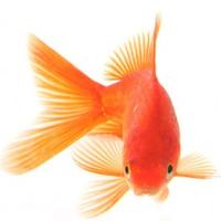Avray's avatar