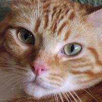 PSUMFT's avatar