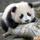 Panda1's avatar