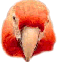 Parrothead's avatar