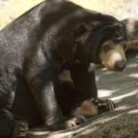 Sunbear's avatar