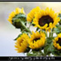 Sunshine2u's avatar