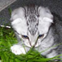 Tastentier's avatar