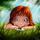 cazzie's avatar