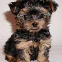 dkrluvmydogs's avatar