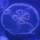 niki's avatar
