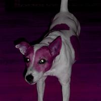 futurecopgirl's avatar