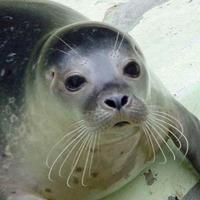 kounoupi's avatar