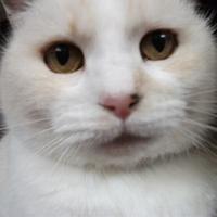 lookingglassx3's avatar