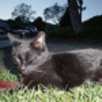 louie_cat's avatar