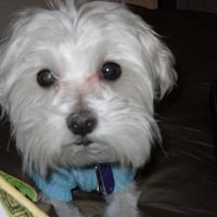 notabridesmaid's avatar