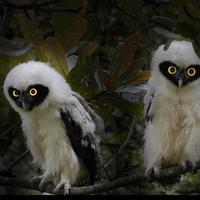 obsidianowl's avatar
