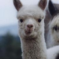 rowan_lee's avatar