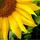 sunflower09's avatar