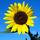 sunflower333's avatar