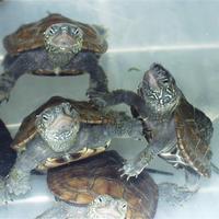 turtlegrrrl's avatar