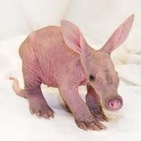 virgin_Aardvark's avatar