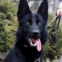 wolfsbanek9's avatar