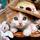 kittybee's avatar